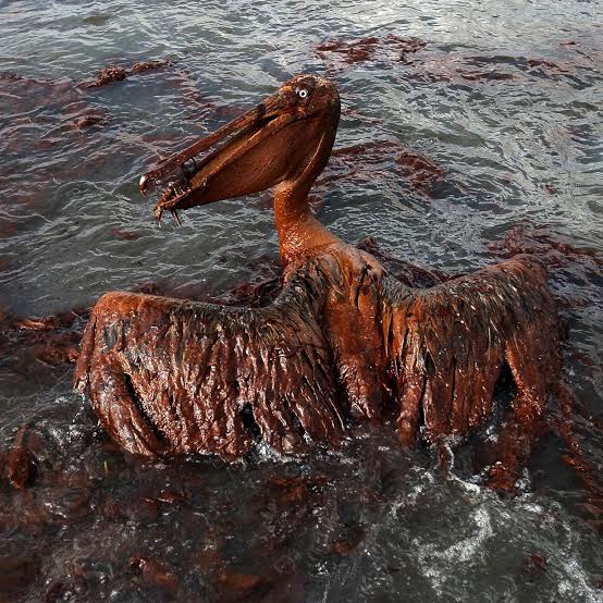 Report: Oil Spill Incurs a Loss of N335 Million for FG