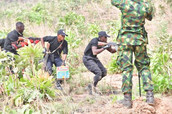 NDLEA eradicates a 16-hectare cannabis plantation
