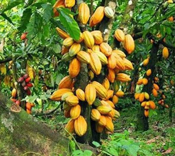 FTN Cocoa did not generate any revenue in the year 2023