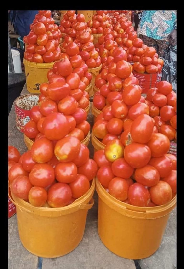 Nigeria Federal Government blames tomato scarcity, price increases across Nigeria on farm infestation