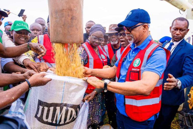 Ogun Joins Rice-Producing States as Abiodun Flags Off Harvest of 200-Hectare Plantation 