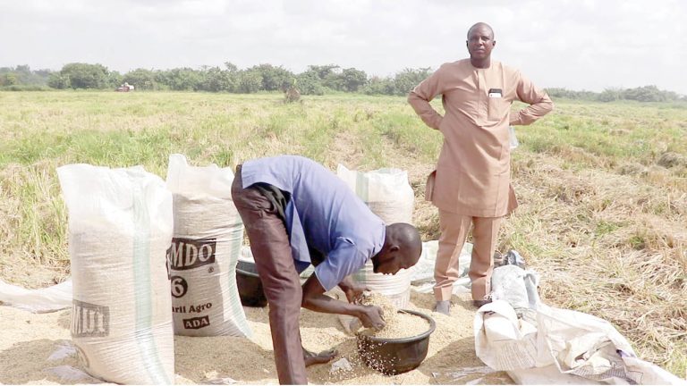 How Okada riders changed rice farming in Lagos, Ogun