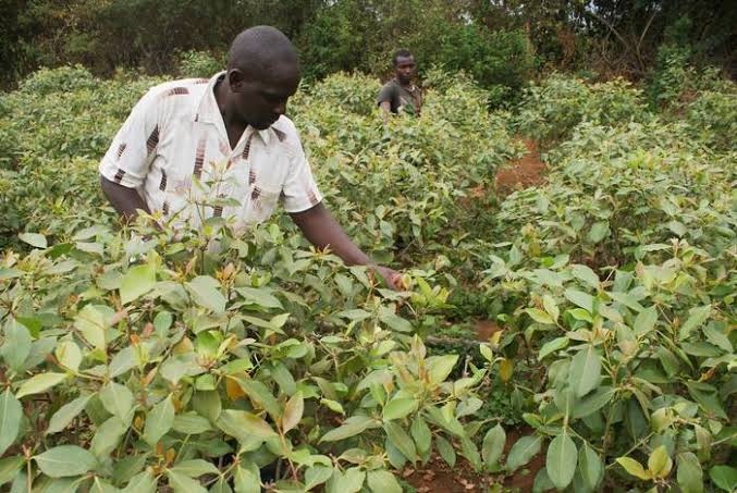 FROM FIELD TO FORK: How Kenya’s Forgotten ‘Weeds’ Are Becoming a Nutritional Sensation