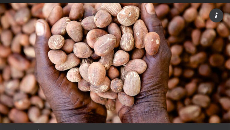Shea Nut Prices Plunge 30% After Export Ban, CPPE Warns of Threat to Livelihoods and Investor Confidence