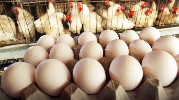 Lagos Government Rolls Out Phase II of Poultry Subsidy Program to Ease Egg and Chicken Prices