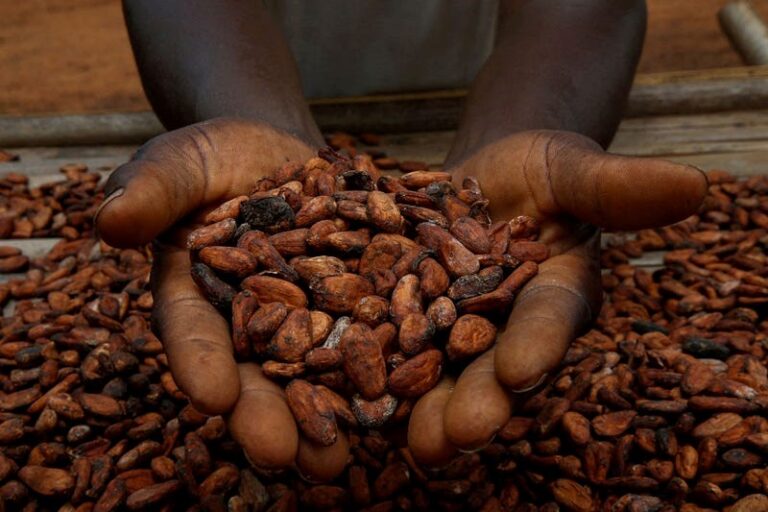 Cocoa Prices Rebound Over 12% in Early December Amid Lower Global Supply Estimates